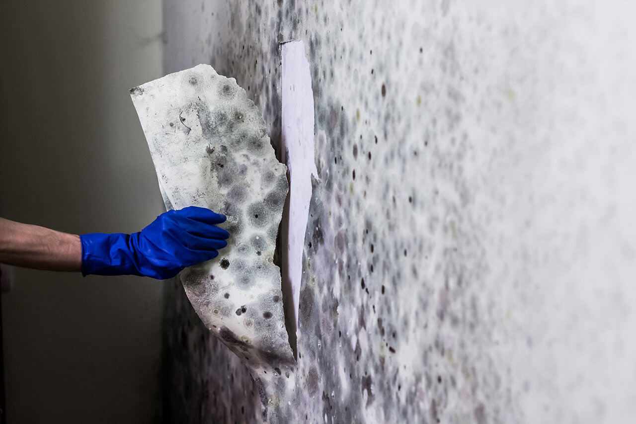 professional removing mold damaged wallpaper from home