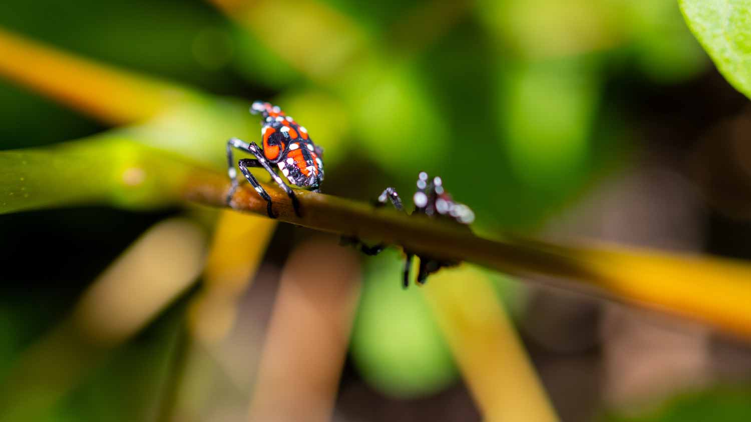 Lanternflies cross a branch
