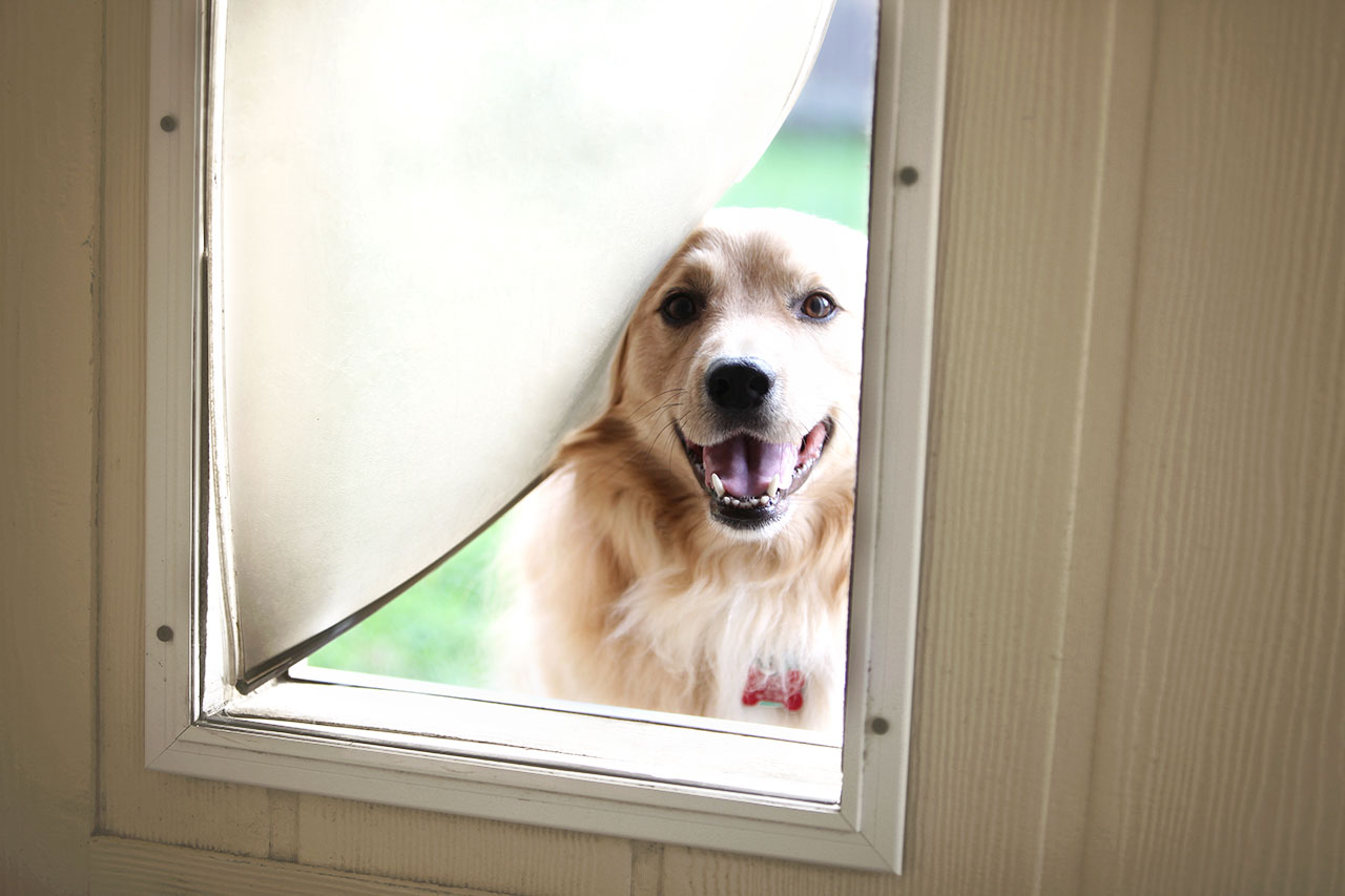 Dog looking through doggie door