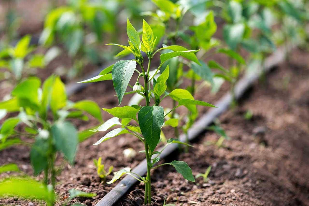 Drip irrigation system in home garden