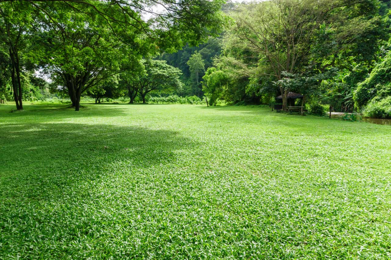 A green lawn landscape