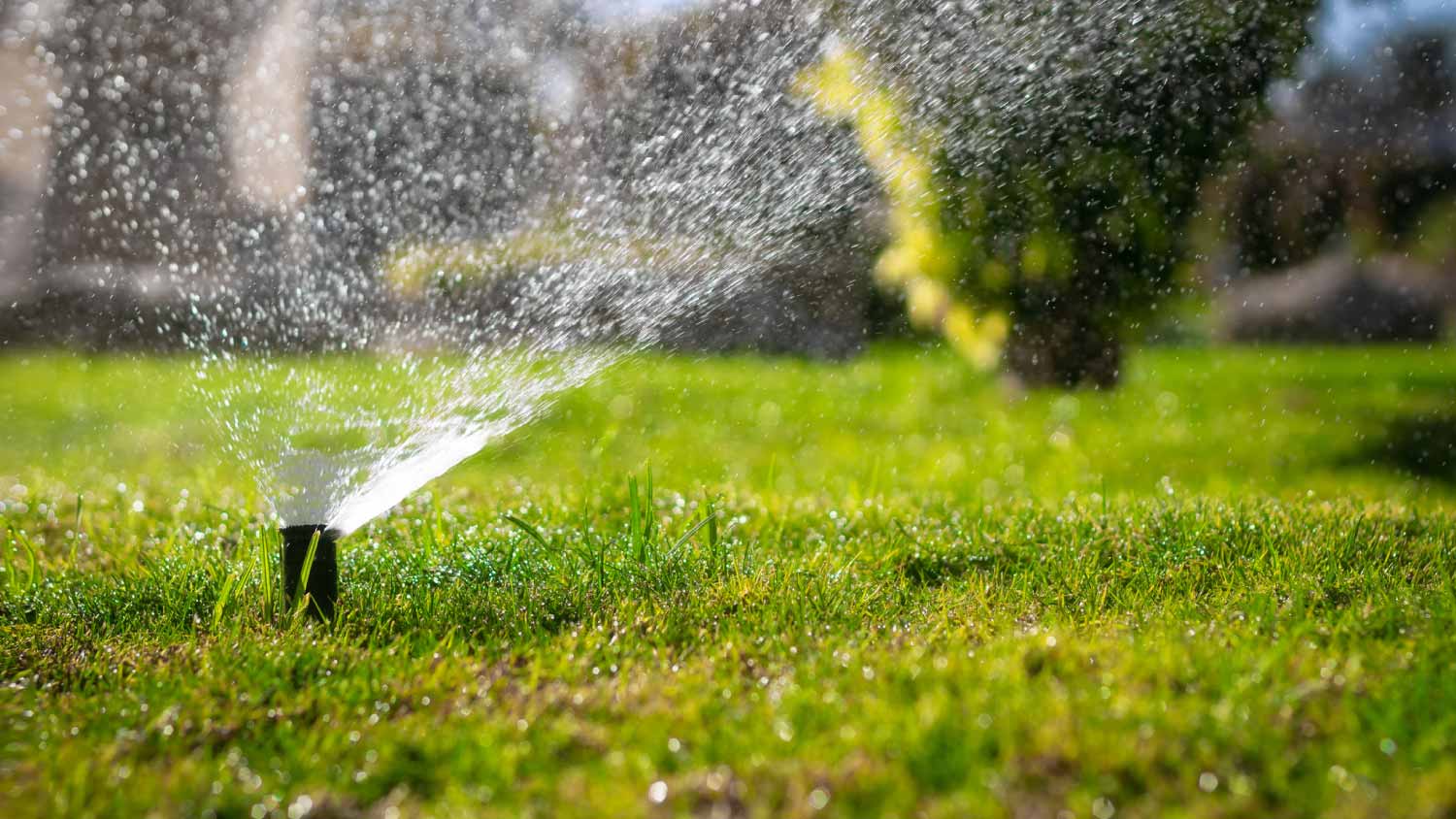 Lawn irrigation in the garden