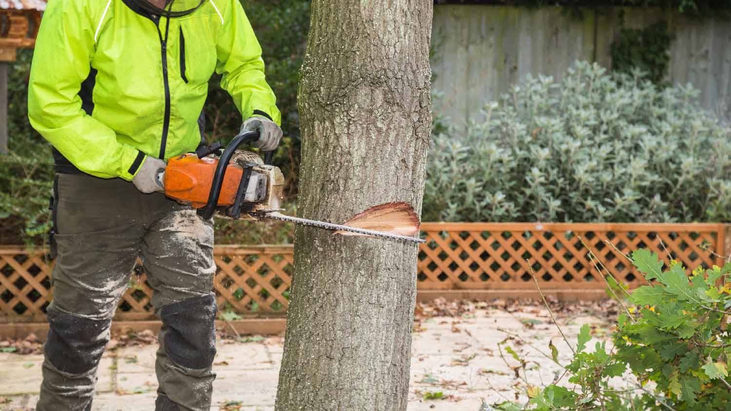 A man cutting down a tree with a chainsaw