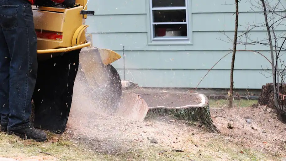 A man grinding a tree stump